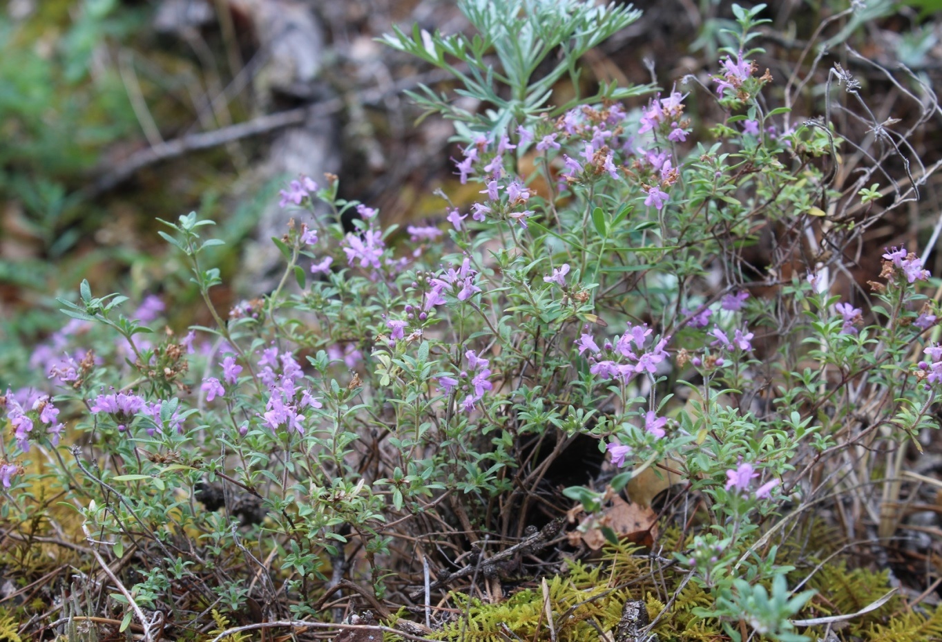 Изображение особи Thymus uralensis.