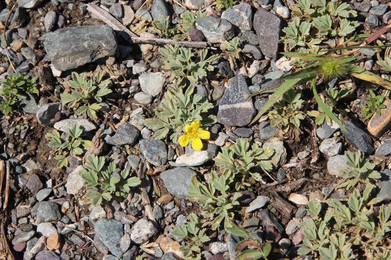 Image of Potentilla acaulis specimen.