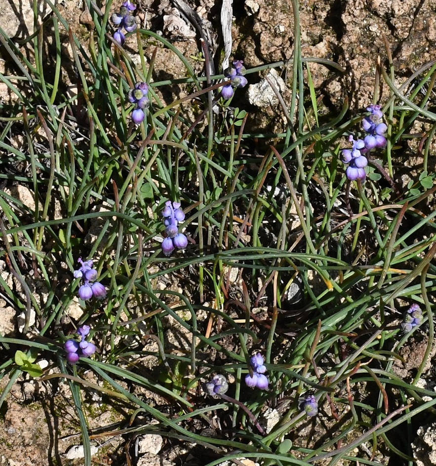 Image of Pseudomuscari inconstrictum specimen.