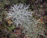 Artemisia sericea