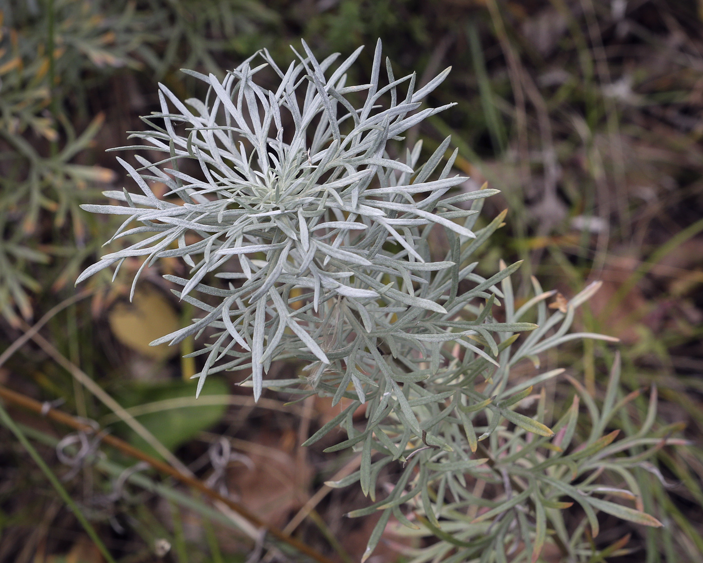 Изображение особи Artemisia sericea.