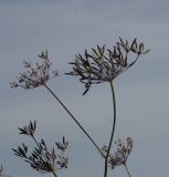 Chaerophyllum aromaticum