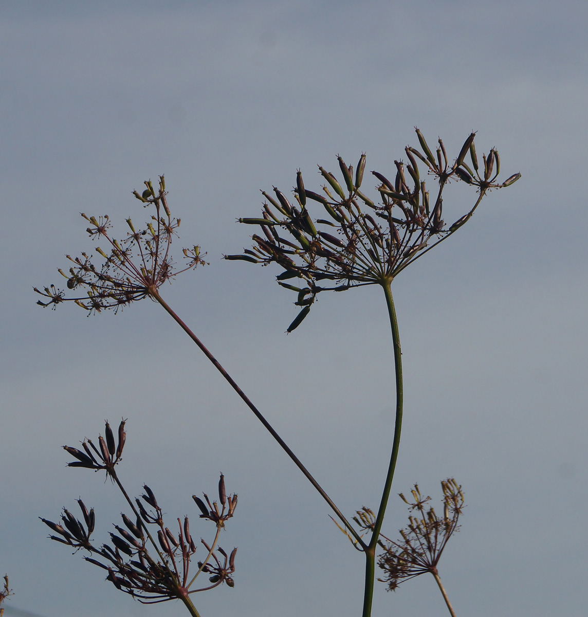 Изображение особи Chaerophyllum aromaticum.