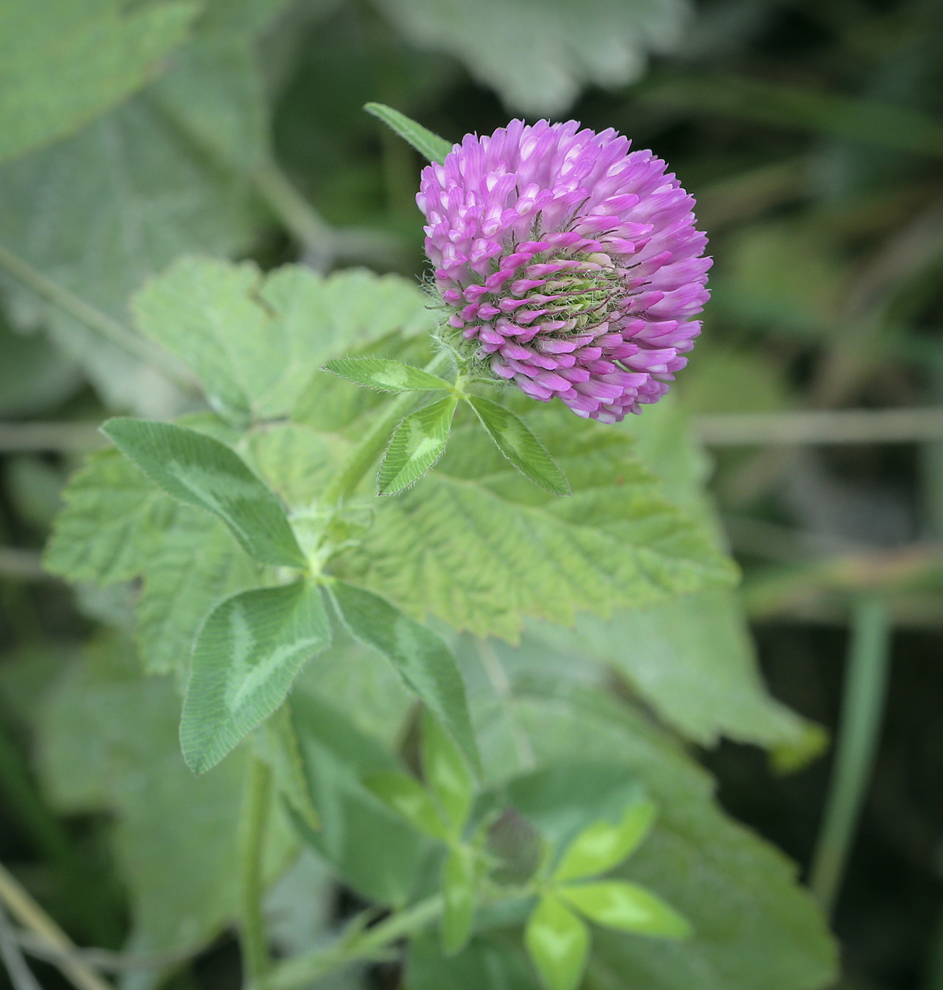 Image of Trifolium pratense specimen.