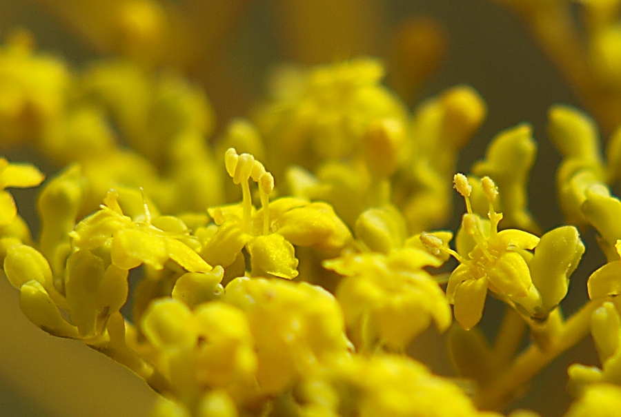 Image of Patrinia scabiosifolia specimen.