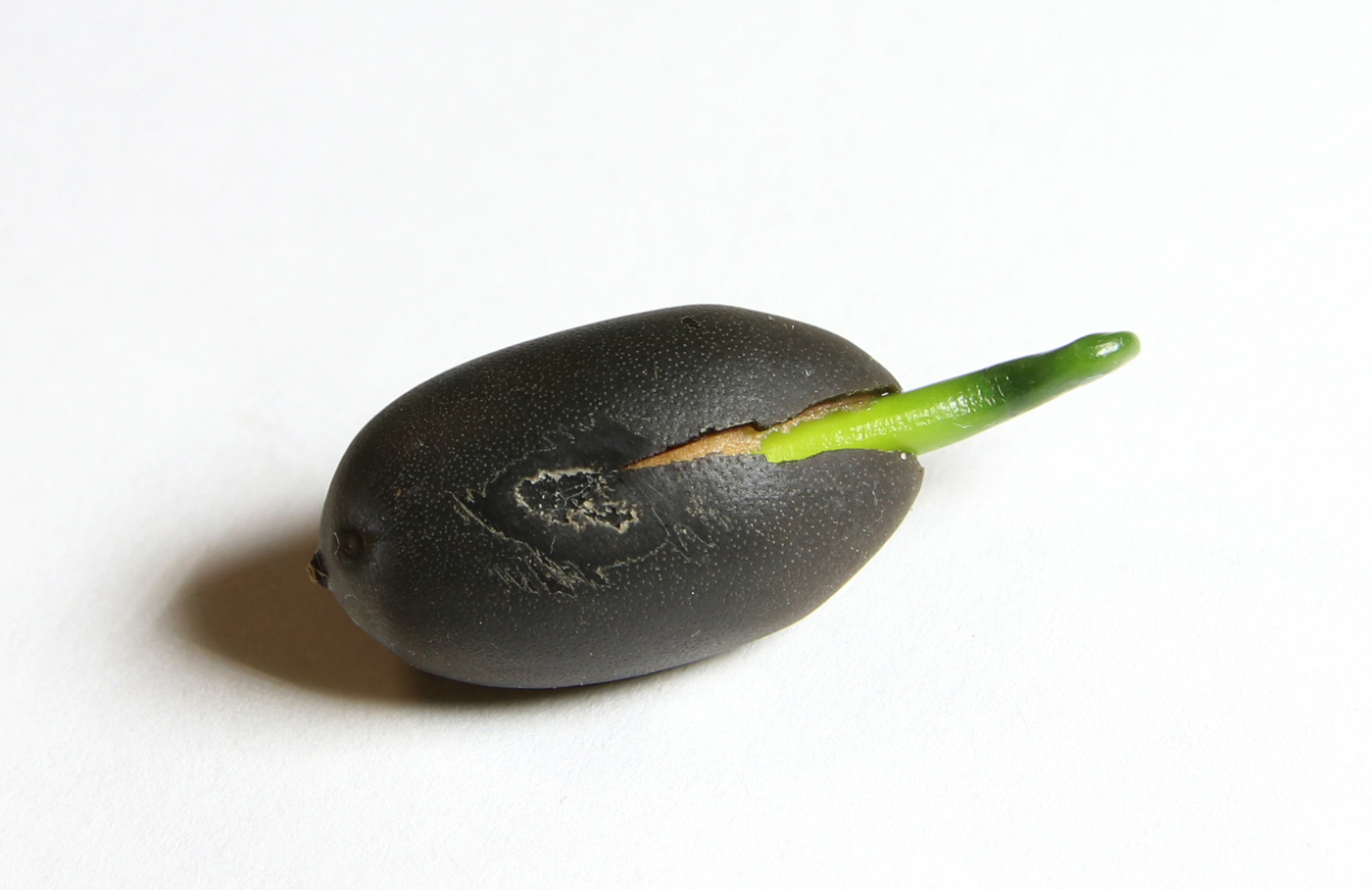 Image of Nelumbo komarovii specimen.