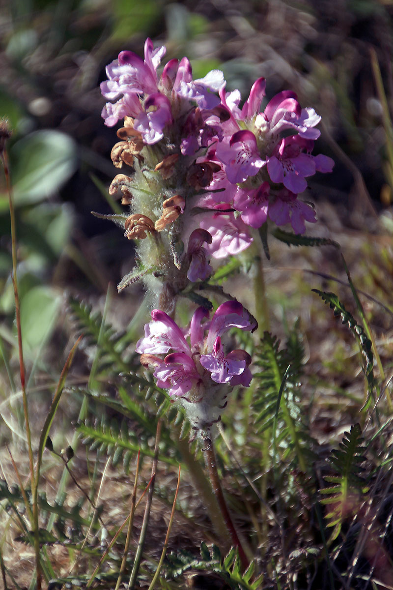 Image of Pedicularis interioroides specimen.