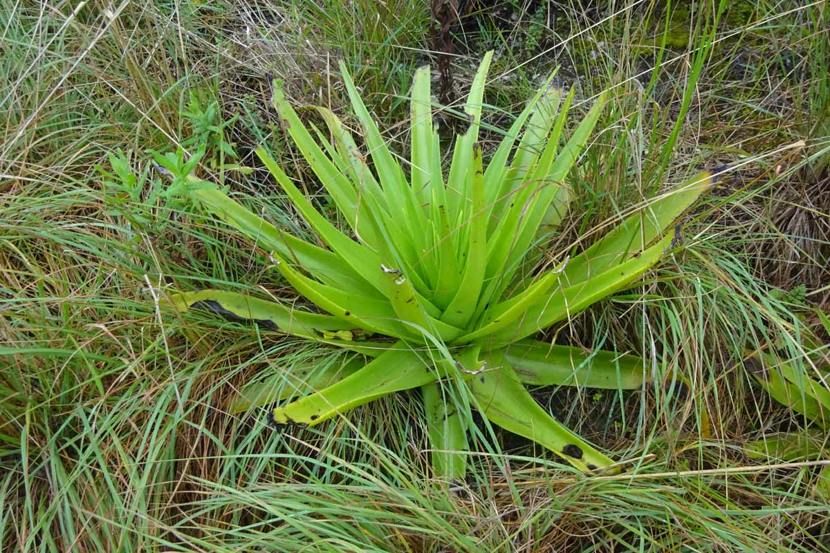 Image of Crassula acinaciformis specimen.