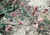 Rindera tetraspis
