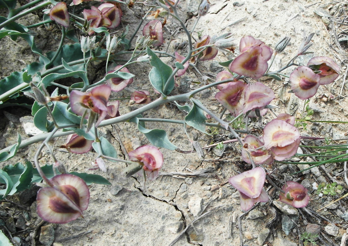 Изображение особи Rindera tetraspis.