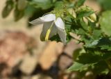 Campanula kemulariae. Цветок (белая форма). Марий Эл, г. Йошкар-Ола, мкр-н Гомзово, в культуре. 03.07.2022.