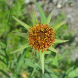 Tragopogon sibiricus. Соцветие-корзинка (вид сверху). Окр. Томска, железнодорожная насыпь. 03.07.2010.