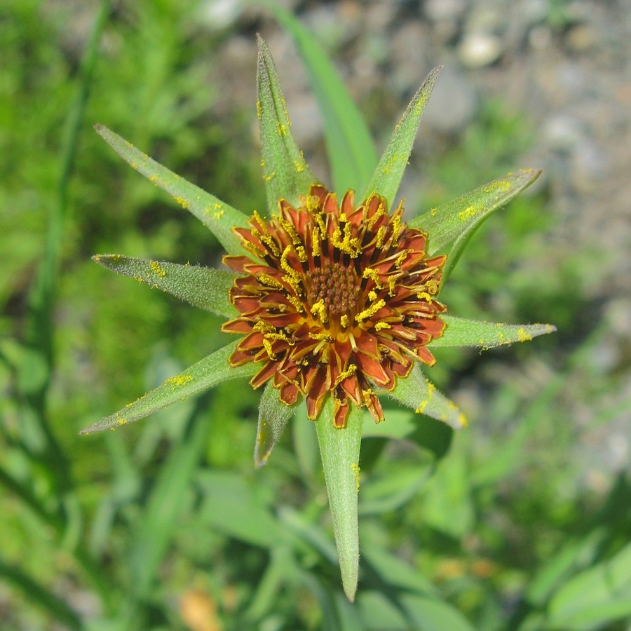 Изображение особи Tragopogon sibiricus.