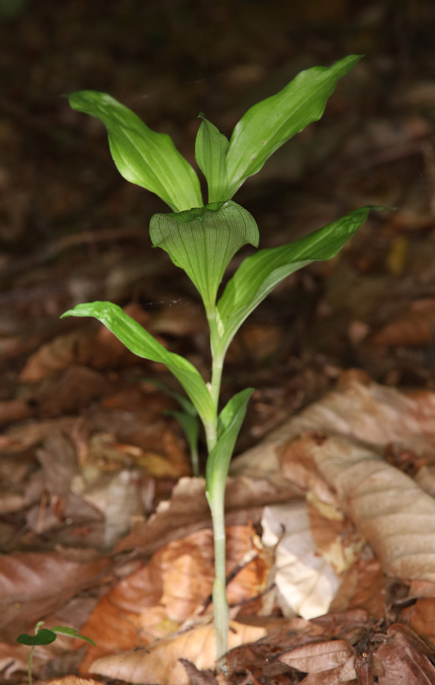 Изображение особи Cephalanthera caucasica.