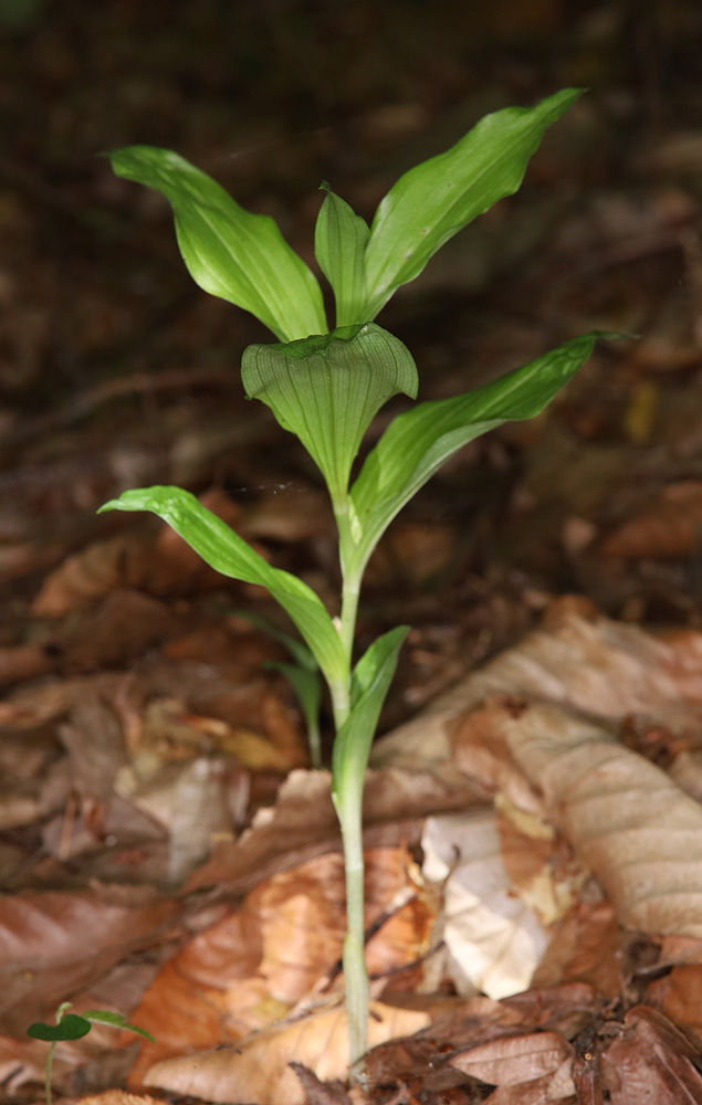 Изображение особи Cephalanthera caucasica.