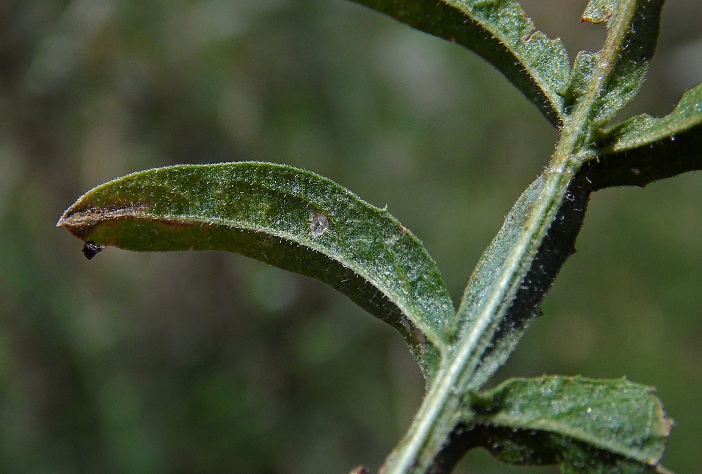 Image of Centaurea iberica specimen.