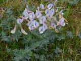 Vicia subvillosa