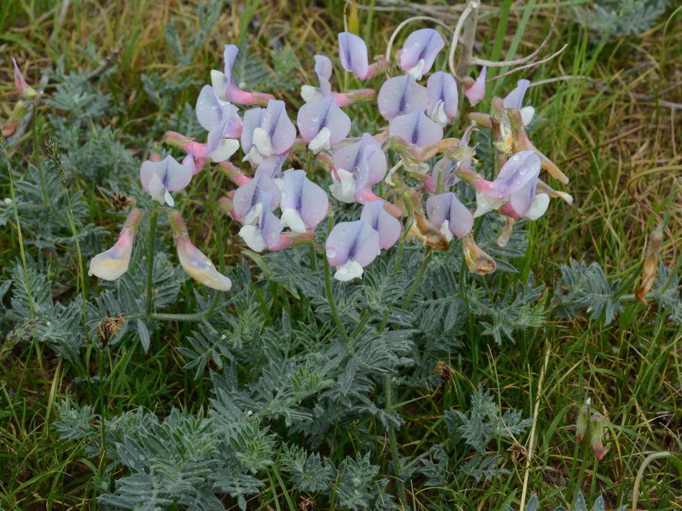 Image of Vicia subvillosa specimen.