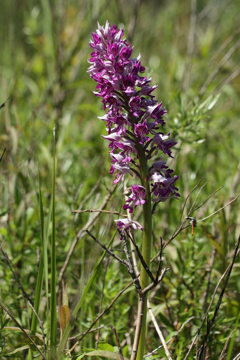 Image of Orchis militaris specimen.