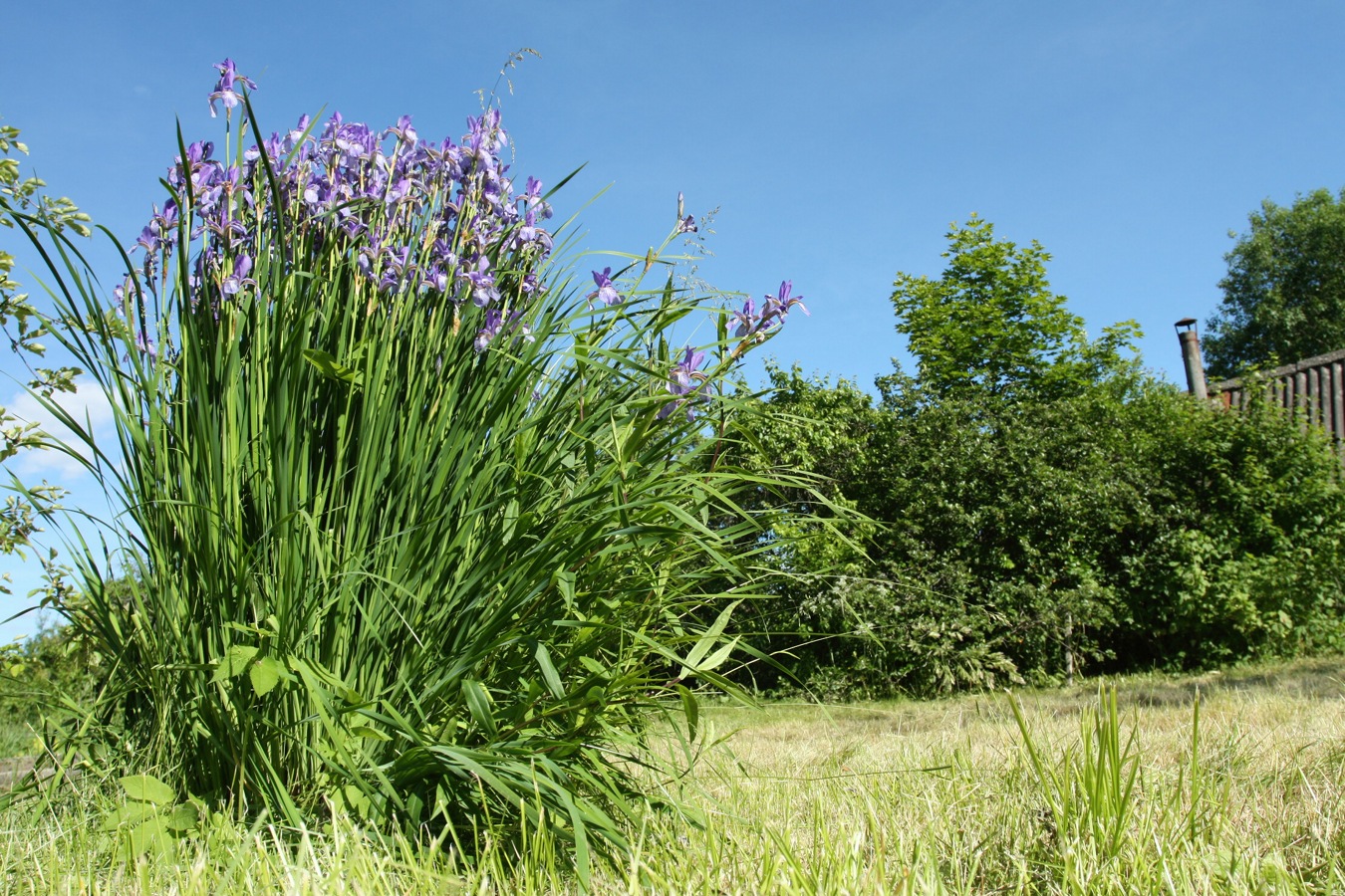 Image of Iris sibirica specimen.