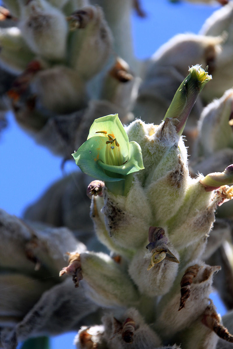 Изображение особи род Puya.