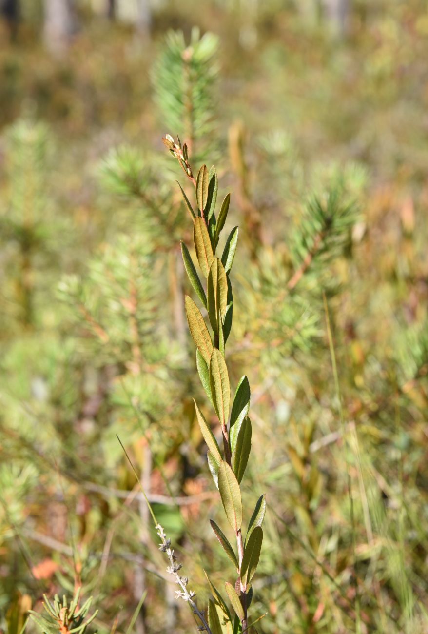 Image of Chamaedaphne calyculata specimen.