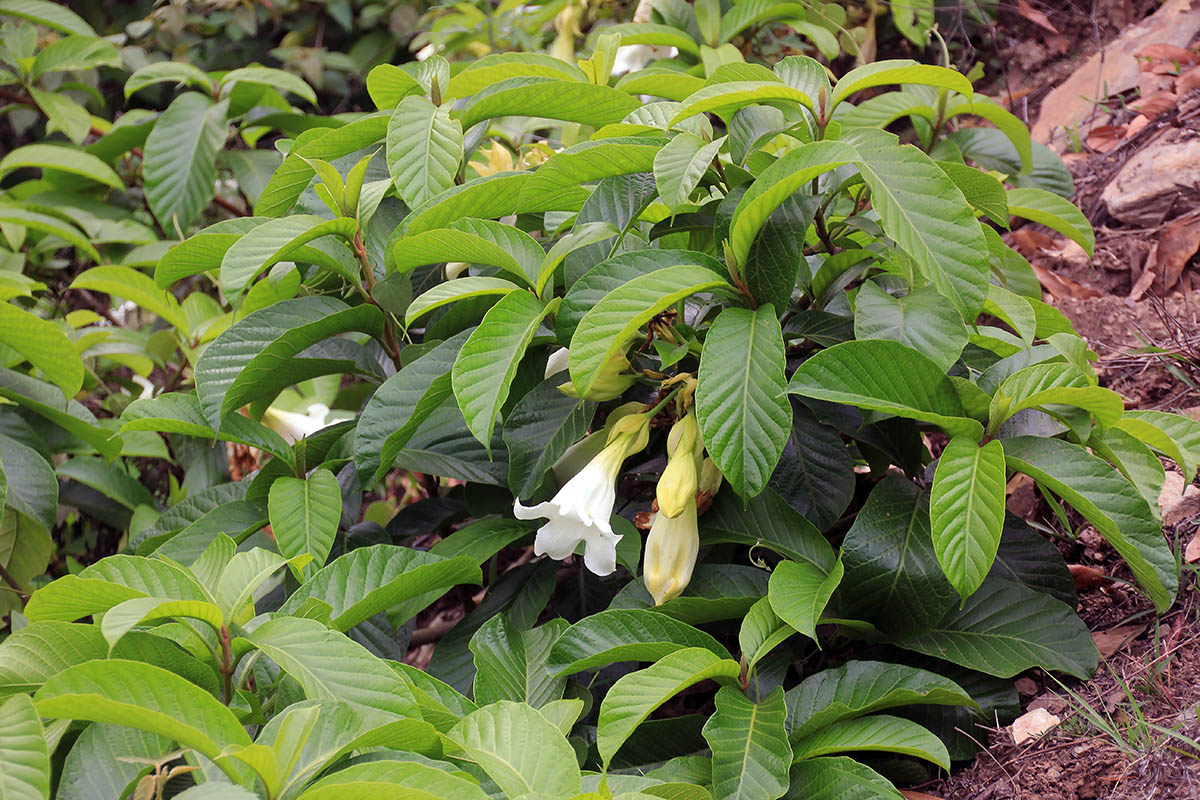 Image of Beaumontia grandiflora specimen.