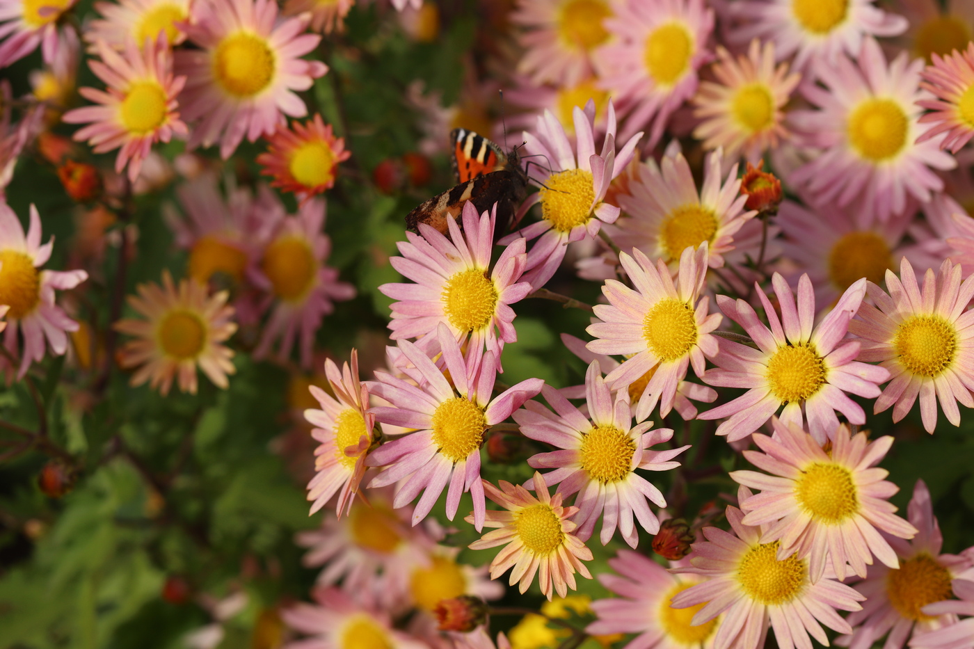 Image of Chrysanthemum indicum specimen.