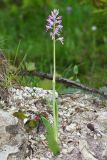 Orchis подвид stevenii