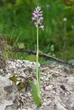 Orchis militaris подвид stevenii. Цветущее растение (высота — 35 см, длина соцветия — 9,5 см). Краснодарский край, Туапсинский р-н, Шепсинское с/п, окр. с. Дедеркой, участок каменистого склона над трассой. 17 мая 2022 г.