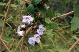 Thunbergia grandiflora