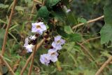 Thunbergia grandiflora. Листья и цветы. Китай, провинции Юньнань, р-н Сишуанбаньна, национальный парк \"Xishuangbanna Wild Elephant Valley\" (\"Долина диких слонов\"). 03.03.2017.