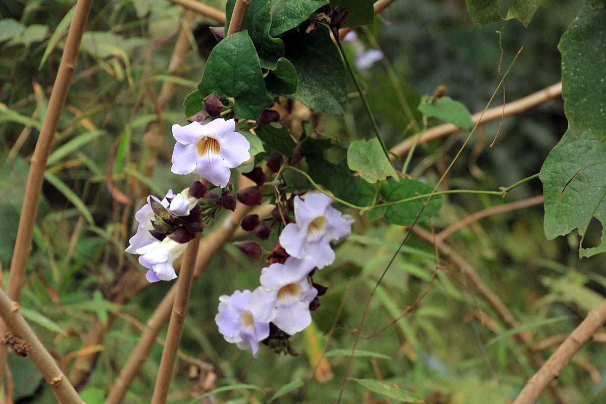 Image of Thunbergia grandiflora specimen.