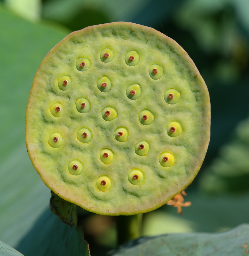 Изображение особи Nelumbo caspica.