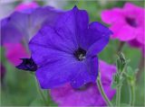 Petunia &times; hybrida