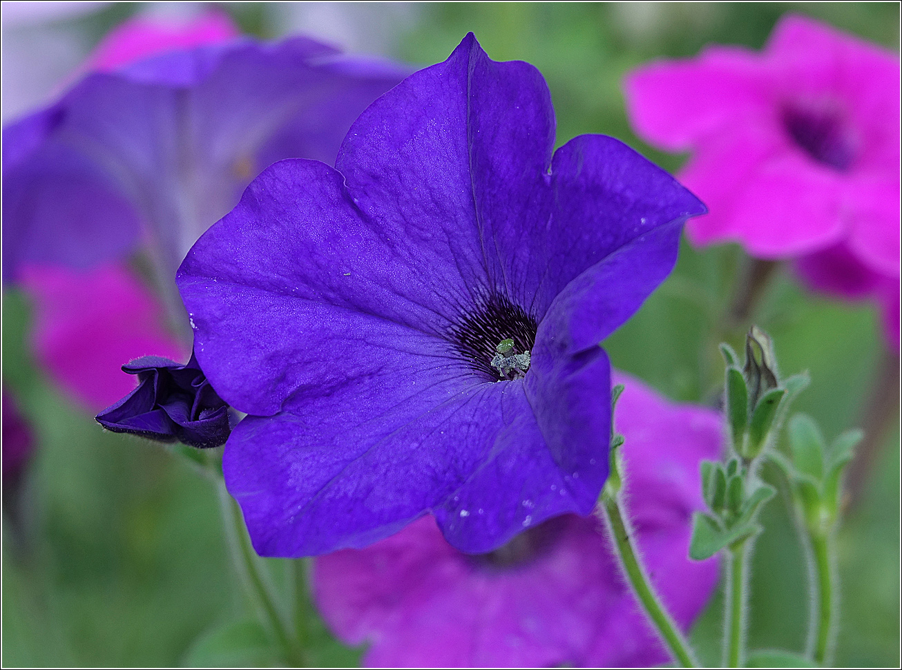 Image of Petunia &times; hybrida specimen.