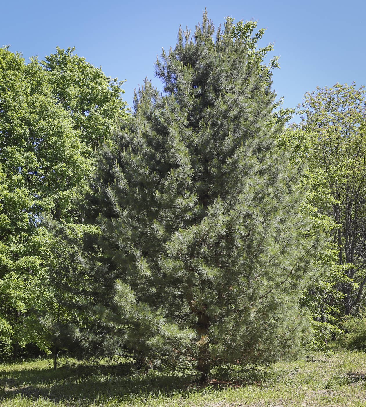 Изображение особи Pinus koraiensis.