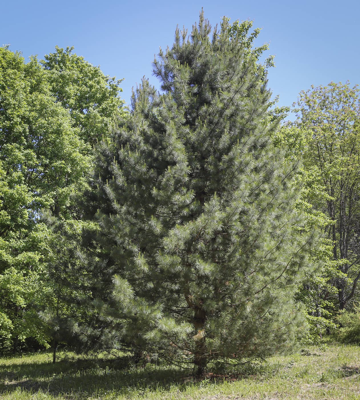 Изображение особи Pinus koraiensis.