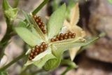 Viola occulta. Раскрывшийся плод. Узбекистан, Ташкентская обл., хр. Каржантау, склон р. Аюбсай, крупнообломочная осыпь. 26.05.2022.