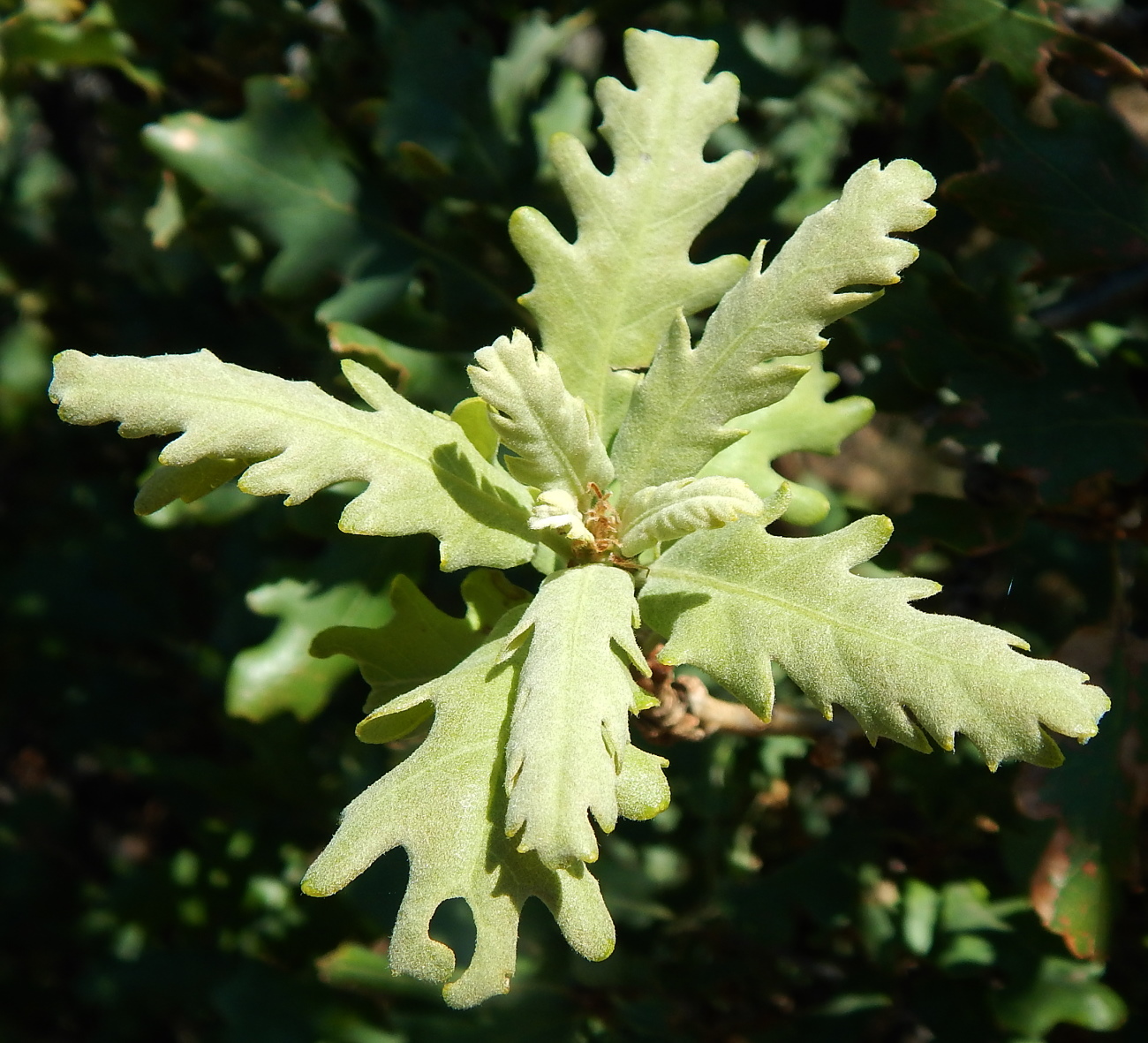 Image of Quercus pubescens specimen.