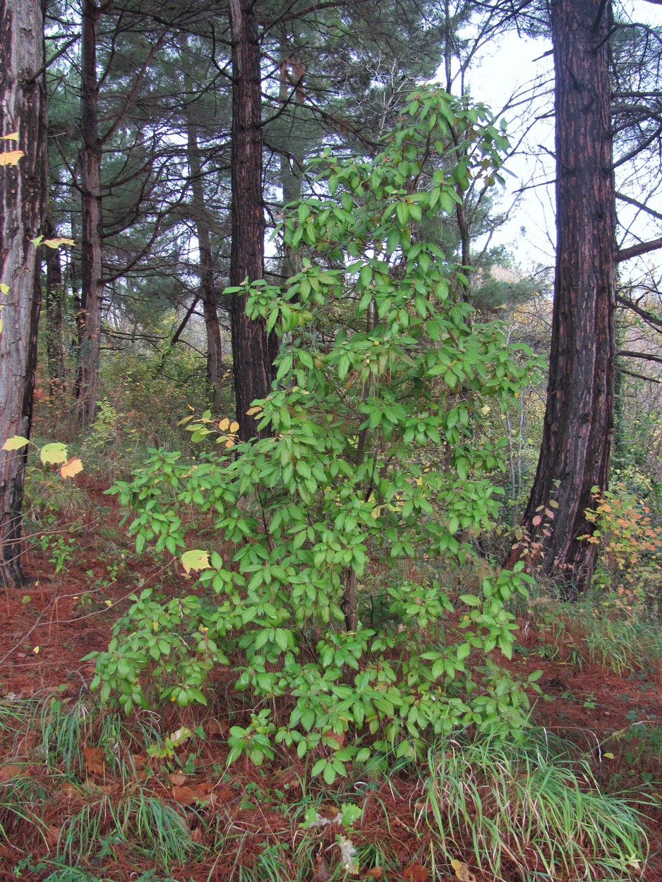 Image of Viburnum tinus specimen.