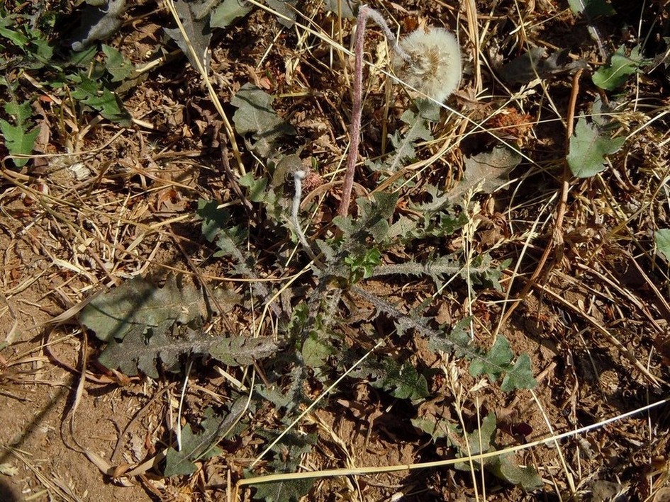 Изображение особи род Taraxacum.