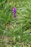 Dactylorhiza urvilleana. Цветущее растение (высота — 31 см, длина соцветия 11 см). Краснодарский край, м/о город-курорт Сочи, Лазаревский р-н, массив г. Наужи, субальпийском луг. 1600 м н.у.м. 17 июня 2019 г.