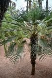 Chamaerops humilis