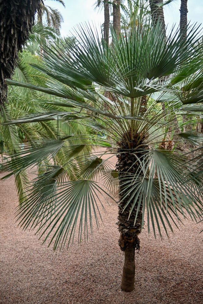 Изображение особи Chamaerops humilis.