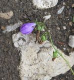 Campanula rapunculoides. Верхушка побега с цветком и незрелыми плодами. Республика Ингушетия, Джейрахский р-н, ур. Нижний Кяхк, луг, обочина грунтовой дороги. 21 июля 2022 г.