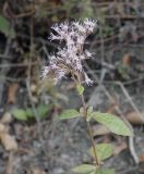 Eupatorium cannabinum