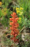 Orobanche alba subspecies xanthostigma. Цветущее растение. Краснодарский край, Абинский р-н, южный макросклон г. Шизе, томилляры. 2 июня 2019 г.