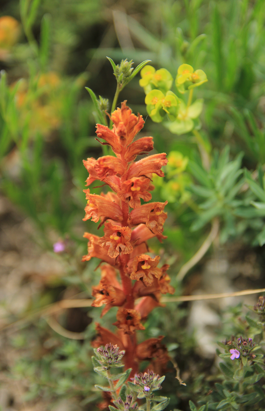 Изображение особи Orobanche alba ssp. xanthostigma.