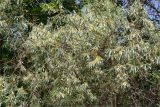 Elaeagnus angustifolia. Часть кроны цветущего растения. Астраханская обл., Черноярский р-н, окр. с. Солёное Займище, берег р. Волга, пойменный лес. 02.06.2022.